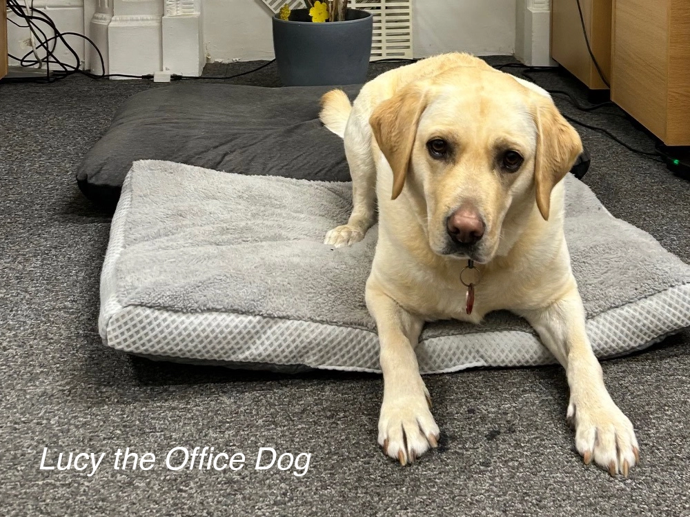 Lucy the office dog